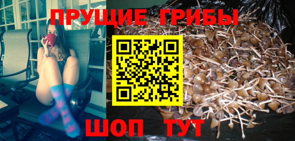 наркота  Псилоцибиновые грибы Magic Shrooms  Вход с VPN  Северск  Псилоцибиновые грибы Magic Shrooms 